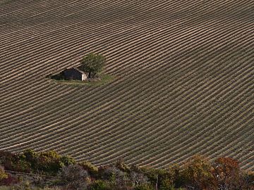 Lavender field in autumn from above by Timon Schneider