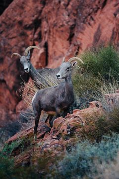 Steenbokken (Valley of fire - Nevada) van Arthur Janzen