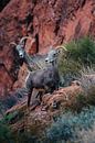 Ibexes (Valley of fire - Nevada) by Arthur Janzen thumbnail