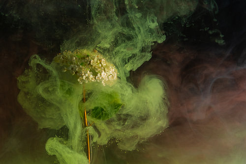 Immersive Flower