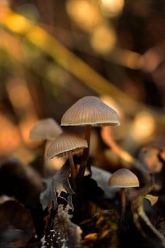 paddenstoelen in de bladeren van Marvin Van Haasen