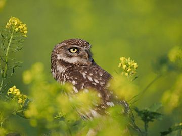 Little owl hiding among oilseed rape.