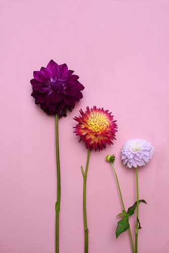 3 Dahlia bloemen op een roze achtergrond
