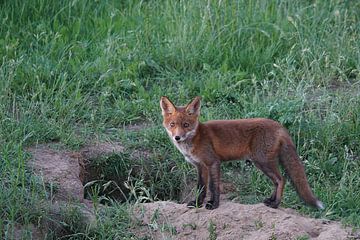 Junger neugieriger Fuchs in seinem Bau von Herman Peters