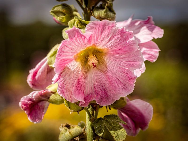 Hollyhock by Rob Boon