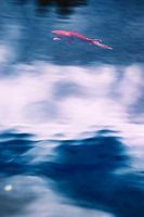 A red koi floats in the sky
