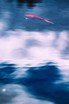 A red koi floats in the sky by stewic_