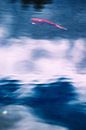 A red koi floats in the sky by stewic_ thumbnail