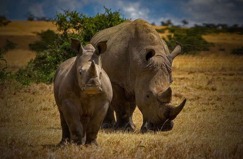 Breitmaulnashorn m. Kind von Peter Michel