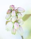 Blueberry Flower Bells High-Key by Iris Holzer Richardson thumbnail