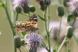 Papillon du chardon sur une fleur violette sur Mootjes