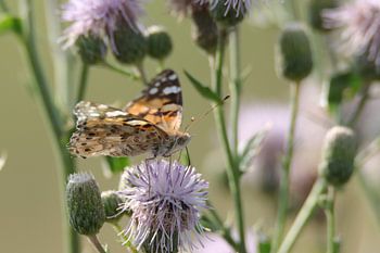 Thistle butterfly on a purple flower