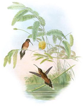 Longuemare's Hermit, John Gould van Hummingbirds
