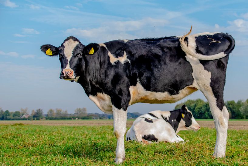 Koe met doorkijkje van Brigitte Alphenaar