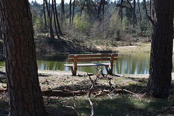 Bench in the forest to quietly dream away
