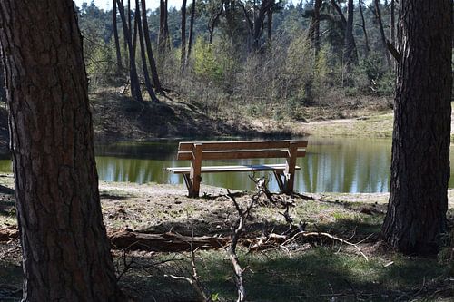 Bankje in het bos om rustig weg te dromen