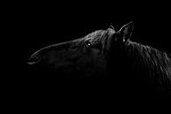 Schim van Gratie - Fine Art zwart paard met low key belichting van Femke Ketelaar thumbnail