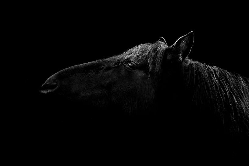 Schim van Gratie - Fine Art zwart paard met low key belichting van Femke Ketelaar