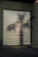 Palm Tree