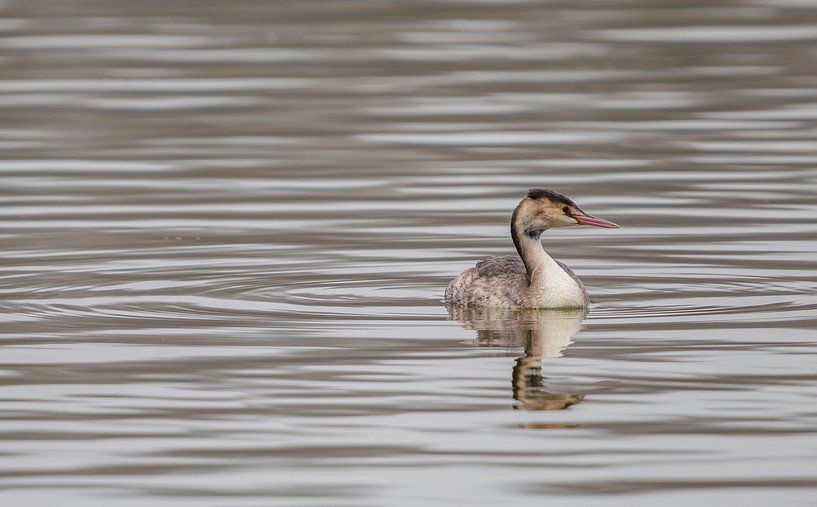 Image minimaliste d'un jeune grèbe nageur par Wildlife Designs