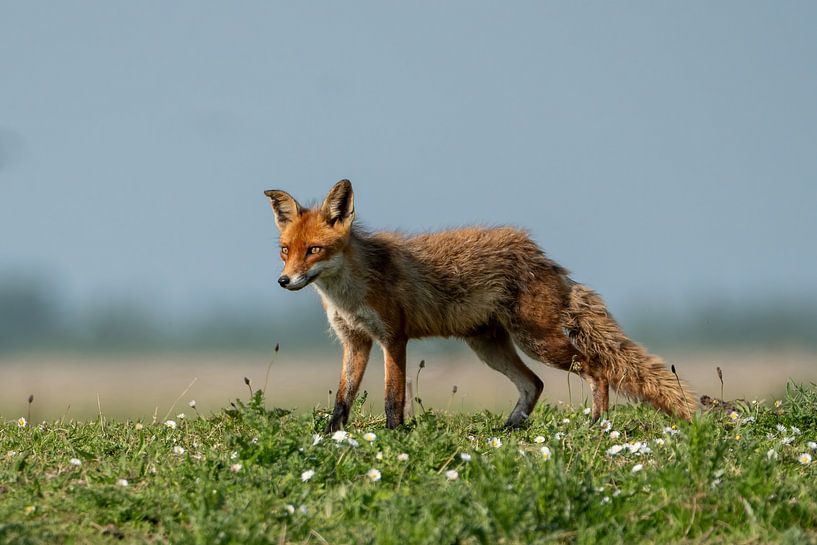 Renard dans la nature par Gianni Argese