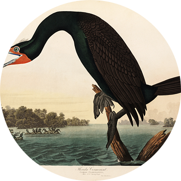 Kuifaalscholver - Teylers Museum Edition -  Birds of America, John James Audubon van Teylers Museum