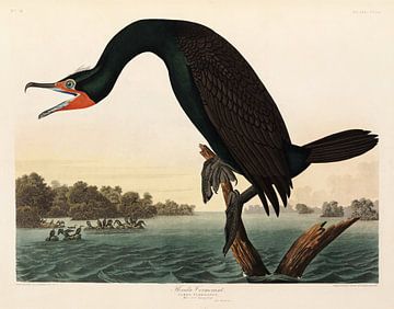 Kuifaalscholver - Teylers Museum Edition -  Birds of America, John James Audubon van Teylers Museum