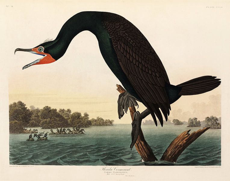 Double-crested-cormorant  - Teylers Edition -  Birds of America, Audubon par Teylers Museum