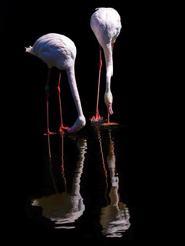 Twee Flamingo's in reflectie