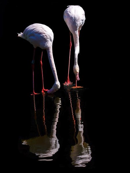 Twee Flamingo's in reflectie van Karin aan de muur