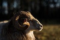 Drenthe-Heidekraut-Schafe