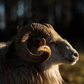 Drenthe-Heidekraut-Schafe von Mariska Nauta