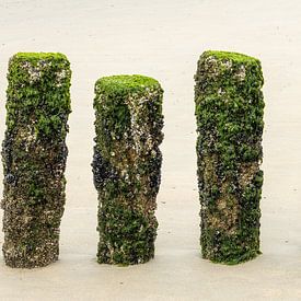 Pfähle am Strand von Zeeland, bewachsen mit Seetang und Muscheln von Michel Seelen