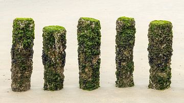 paalhoofden op Zeeuws strand begroeid met wier en schelpjes