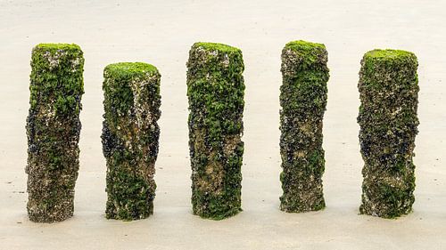 groynes on the beach covered with seaweed and shells by Michel Seelen