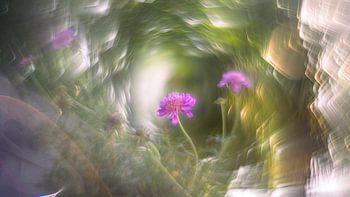 Kreatives Bild einer niedlichen Blume