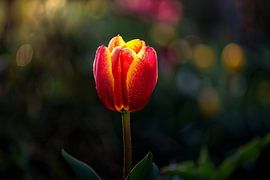 Nahaufnahme einer Tulpe mit Tautropfen von Art & Soul Creations