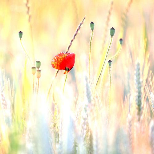 Le coquelicot