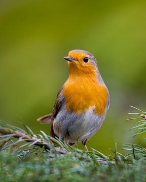 Robin in a pine tree van Umberto Giorgio