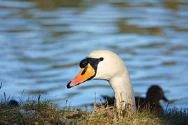 White swan, mute swan, on the water.