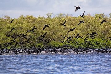 École de cormorans en vol sur Jânio Tjoe-Awie