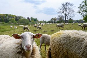 Schafherde im Tal des Renkum-Bachs