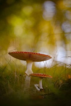 Champignon aux couleurs gaies sur Rene scheuneman