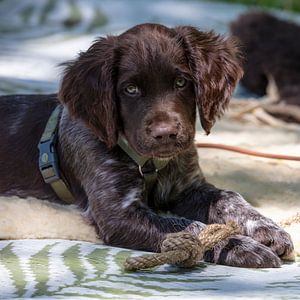 Liggende Heidewachtel puppy met bruin schimmel tekening op een kleedje