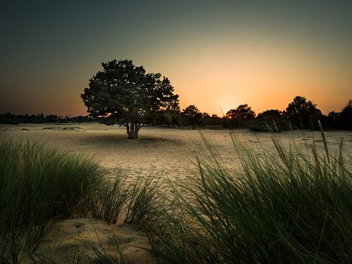 Zonsondergang in het Drents-Friese wold