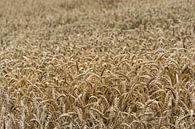 Grain by Patrick Verhoef thumbnail