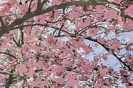 Unter rosa Sakura-Blüten – Digitales impressionistisches Gemälde von VenVision Art