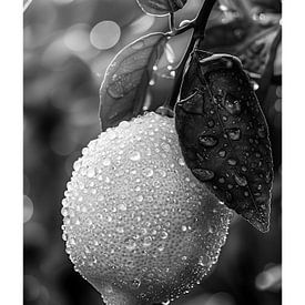 Close-up of a lemon with water droplets by Felix Brönnimann