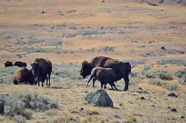Feeding a bison calf by Frank's Awesome Travels