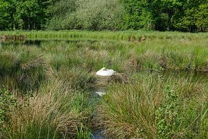 Idylle dans le parc naturel de Schwalm-Nette près de Nettetal